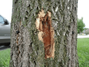 Arborjet's tweet card. Our company has delivered innovative, industry-changing, science-based solutions to protect urban forests from insects, diseases, and environmental factors throughout our […]