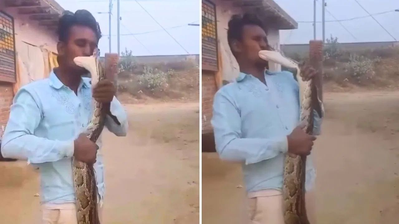 TV9Punjab's tweet card. Python Attack On Man:ਵਾਇਰਲ ਹੋ ਰਹੀ ਵੀਡਿਓ ਵਿੱਚ ਦੇਖਿਆ ਜਾ ਸਕਦਾ ਹੈ ਕਿ ਇੱਕ ਨੌਜਵਾਨ ਕੈਮਰੇ ਸਾਹਮਣੇ ਹੱਥ ਵਿੱਚ ਅਜਗਰ ਲੈ ਕੇ ਪੋਜ਼ ਦੇ ਰਿਹਾ ਹੈ। ਪਰ ਅਗਲੇ ਹੀ ਪਲ ਜੋ ਹੋਇਆ ਉਹ ਤੁਹਾਡੀ ਰੂਹ ਨੂੰ ਕੰਬਾਂ ਦੇਵੇਗਾ। ਵੀਡਿਓ ਵਿੱਚ ਤੁਸੀਂ...