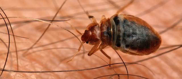 ClearVueTraps's tweet card. Bed bugs are no stranger to a real estate investor's world - especially if you have rental property. Pest fighters Terminix recently released their first-ever Entomologists’ Almanac which named bed...