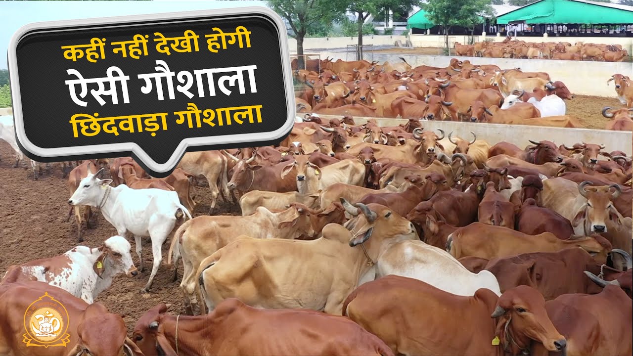 Anup64158049's tweet card. आदर्श गोसेवा का जीता-जागता उदाहरण, संत श्री आशारामजी गौशाला, छिंदवा...