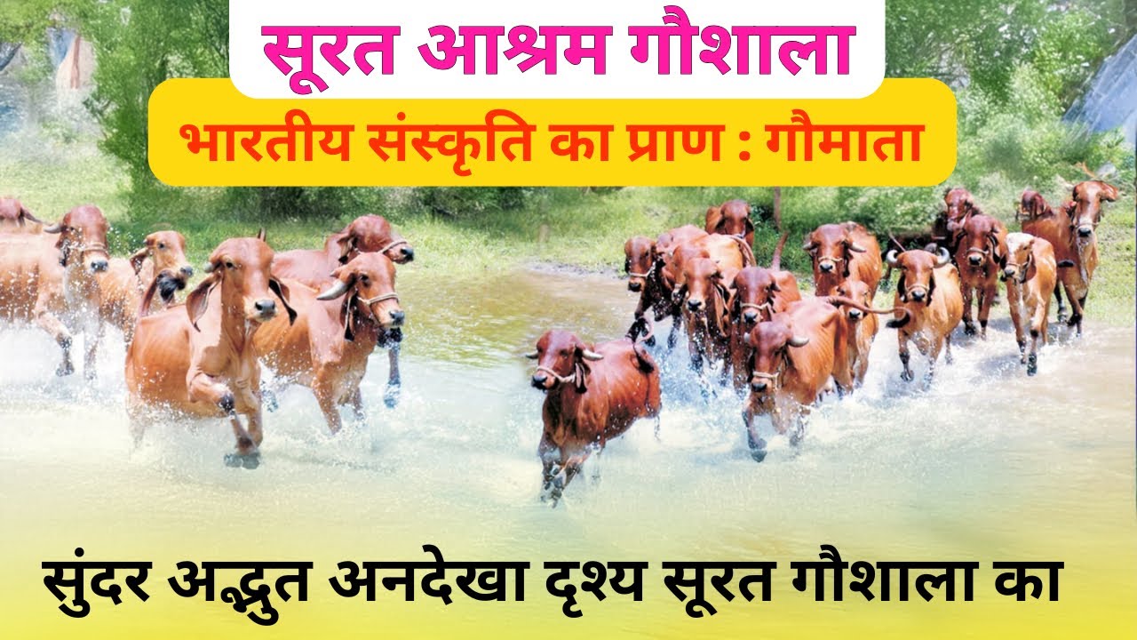 AmbujBhaiSurat's tweet card. भारतीय संस्कृति का प्राण : गौमाता