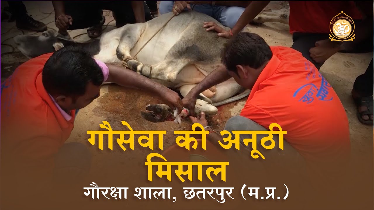SumitAhuja17's tweet card. गौ सेवा की अनूठी मिसाल | गौ रक्षा शाला, छतरपुर (म.प्र.) | HD | Sant...