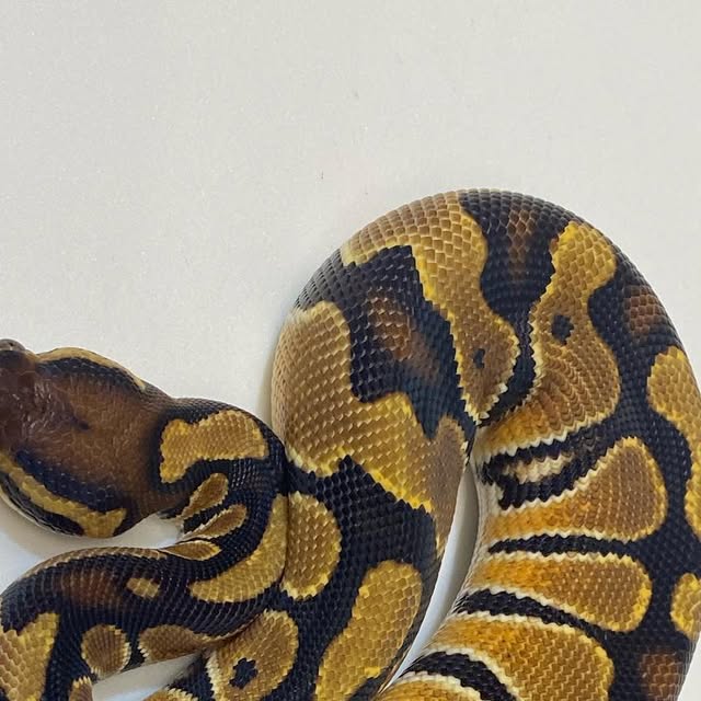 moreballpython's tweet card. 再來藝球 One More Ball Python （球蟒繁殖） (@one_more_ball_python) • Instagram photo