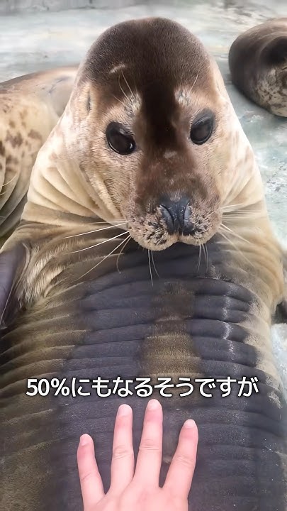 GameChannel_ghh's tweet card. アザラシがダイエットしないワケ