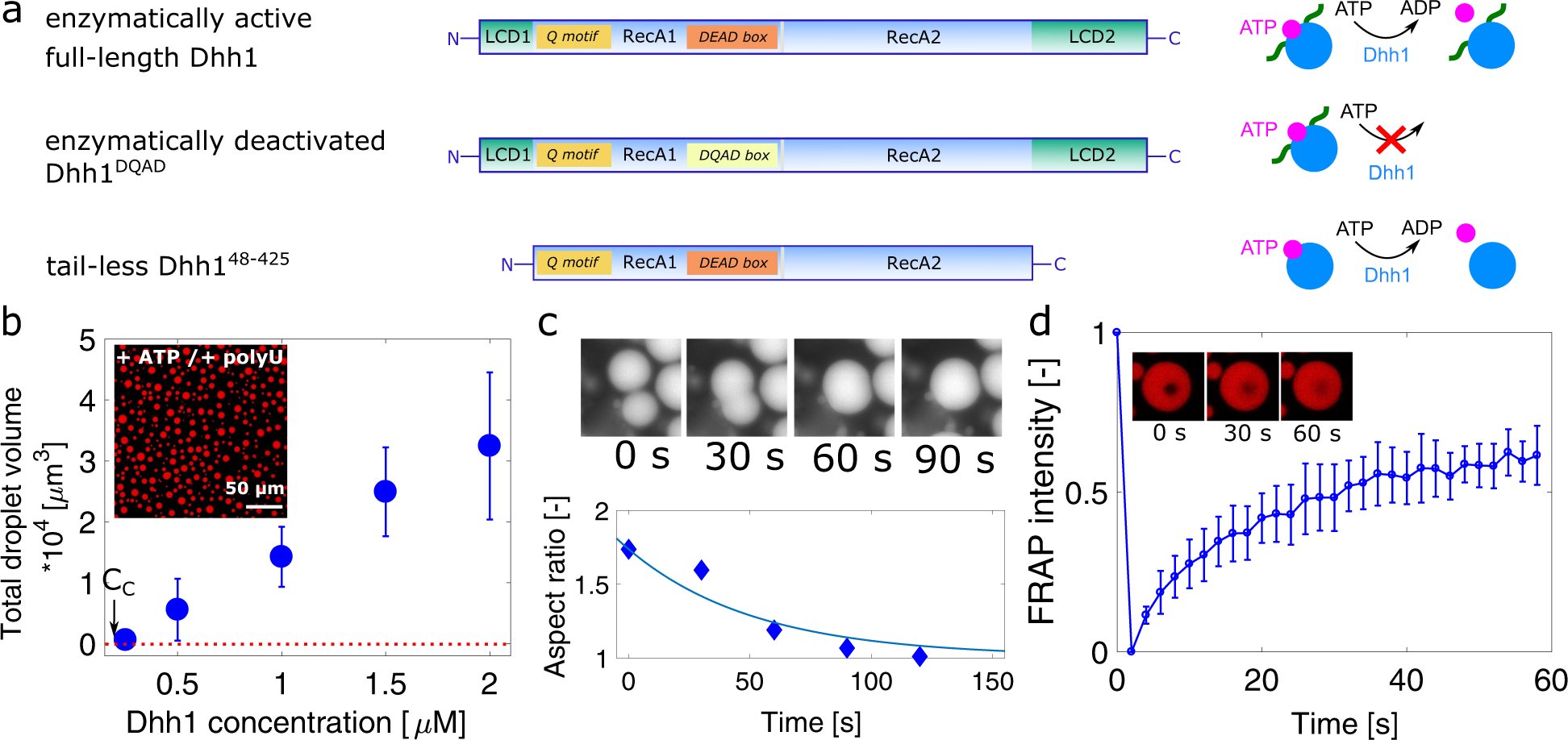 ArosioLab_ETH's tweet card. Nature Communications - Here the authors analyze material properties and aging of active phase-separated condensates by Differential Dynamic Microscopy. Arrested states are promoted by structured...
