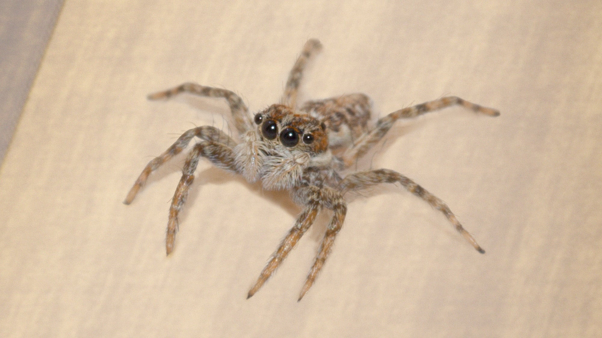 TheOnion's tweet card. PASADENA, TX—Frantically scanning the rug below her web, a panicked local spider confirmed Monday that she had completely lost track of a human she had noticed scurrying across the floor. “Oh, God....