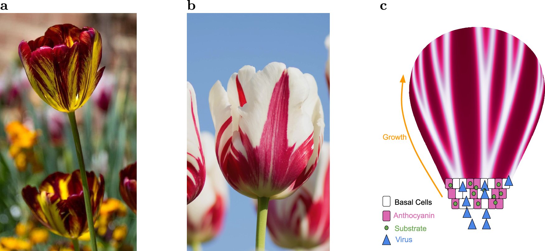 NickDesnoyer's tweet card. Communications Biology - The authors developed a mathematical model that provides a non-linear dynamics explanation for the formation of petal patterns in broken tulips.