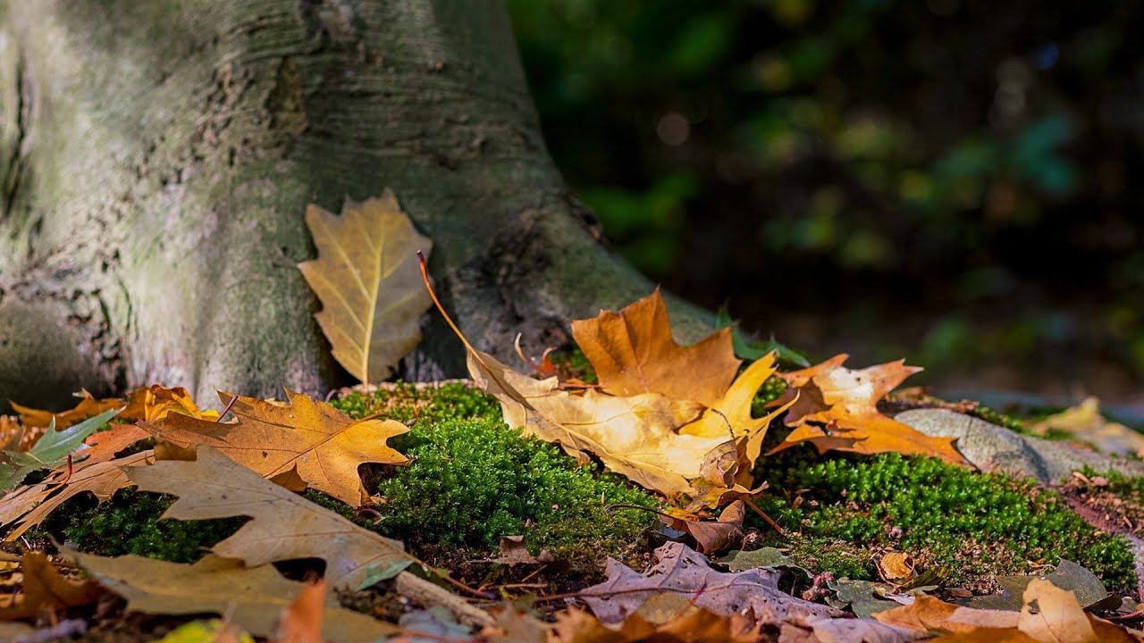unityinharmony's tweet card. Unity in Harmony - Forest Diaries 2: - De Horsten