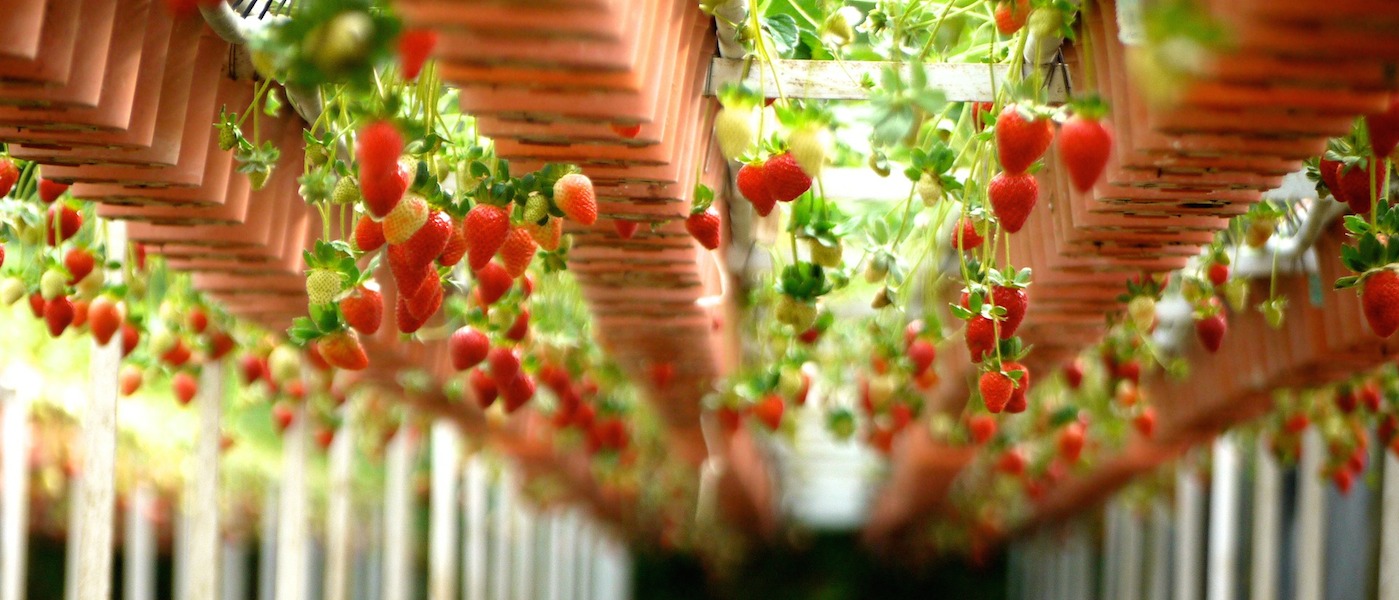 hacker_unit's tweet card. Alesca Life designs and builds turn-key farming solutions that enable anyone in any environment to produce safe and healthy produce locally.