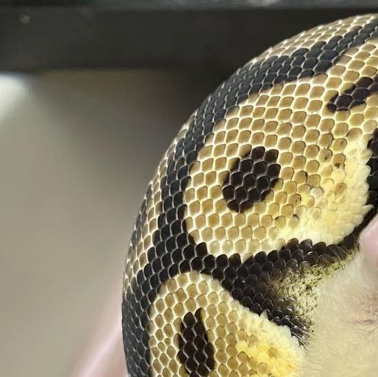 moreballpython's tweet card. 再來藝球 One More Ball Python （球蟒繁殖） (@one_more_ball_python) • Instagram photos and videos
