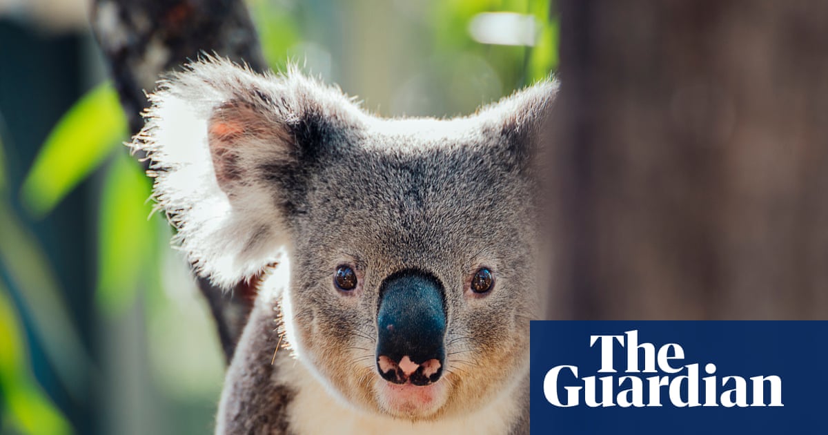 FetchStep's tweet card. Exclusive: Documents reveal state environment department had ‘reckless indifference’ to fate of individual koalas, Greens spokesperson Sue Higginson says