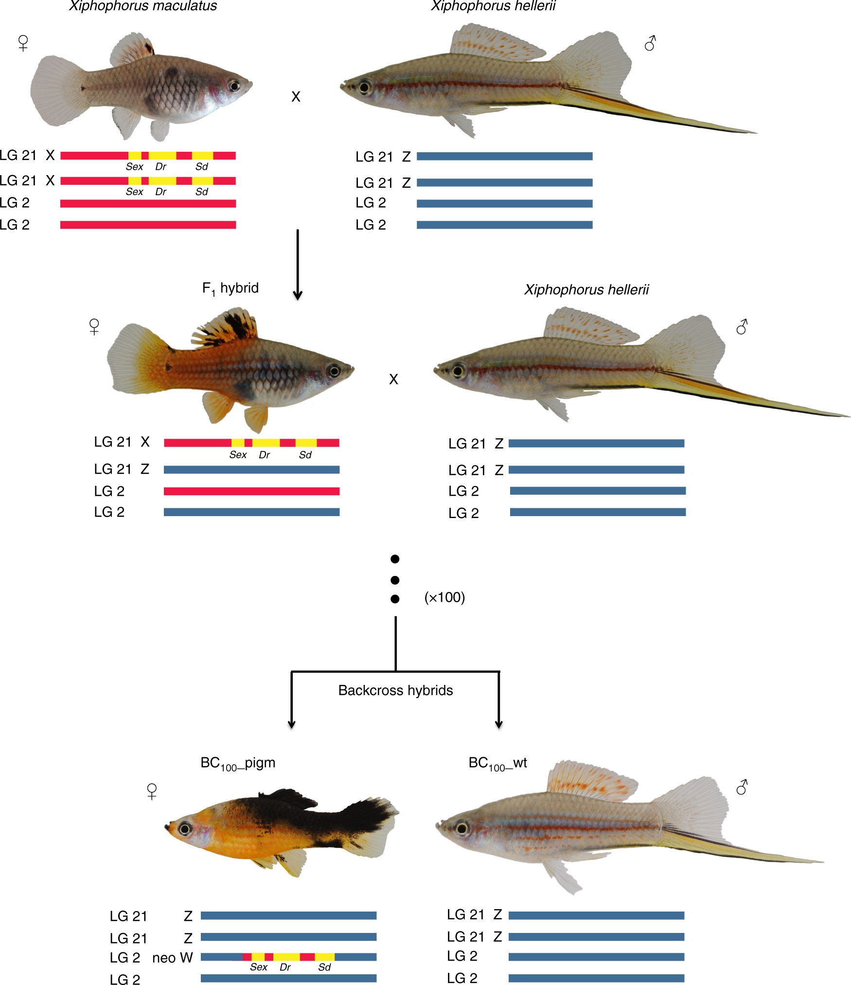 julia_c_jones's tweet card. Nature Communications - Fish have a high diversity of sex-determining systems, but the mechanisms responsible for this are not well understood. Here, Franchini et al. show how hybridization and...
