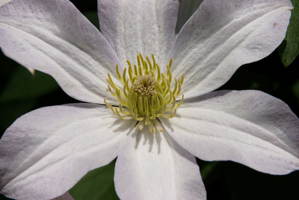 ExposureGuide's tweet card. Want to explore macro photography? Our guide will help you get started in no time. No special equipment necessary! Macro photography, or taking