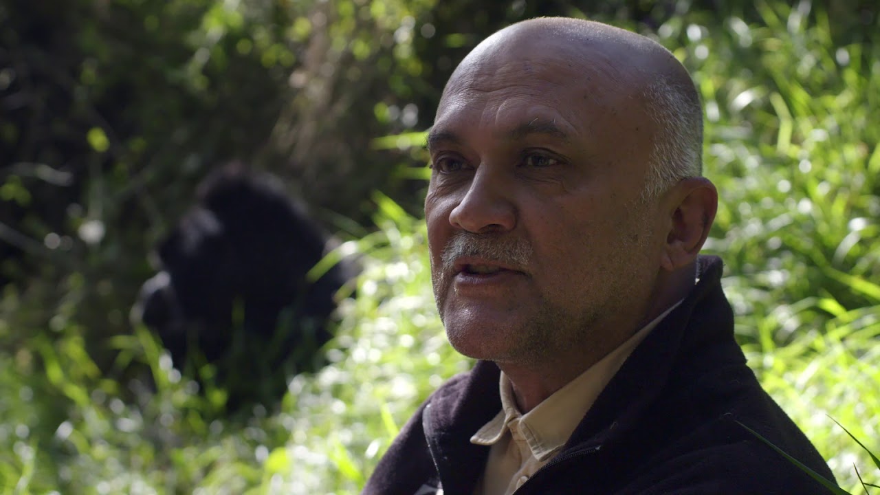 Springboard_Inc's tweet card. Praveen Moman: Celebrating Gorillas and Communities