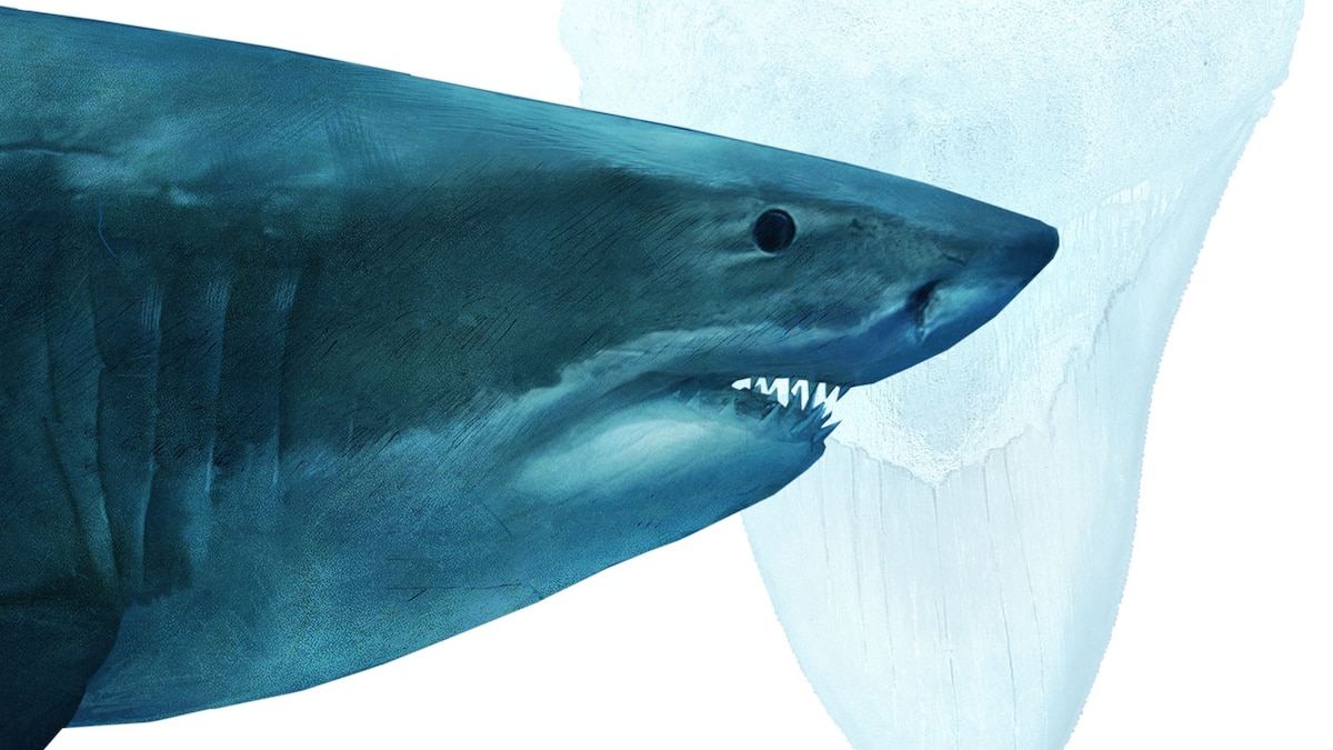 NatGeo's tweet card. New analysis of the ancient behemoths suggests they disappeared a million years earlier than thought, raising questions about what led to their demise.