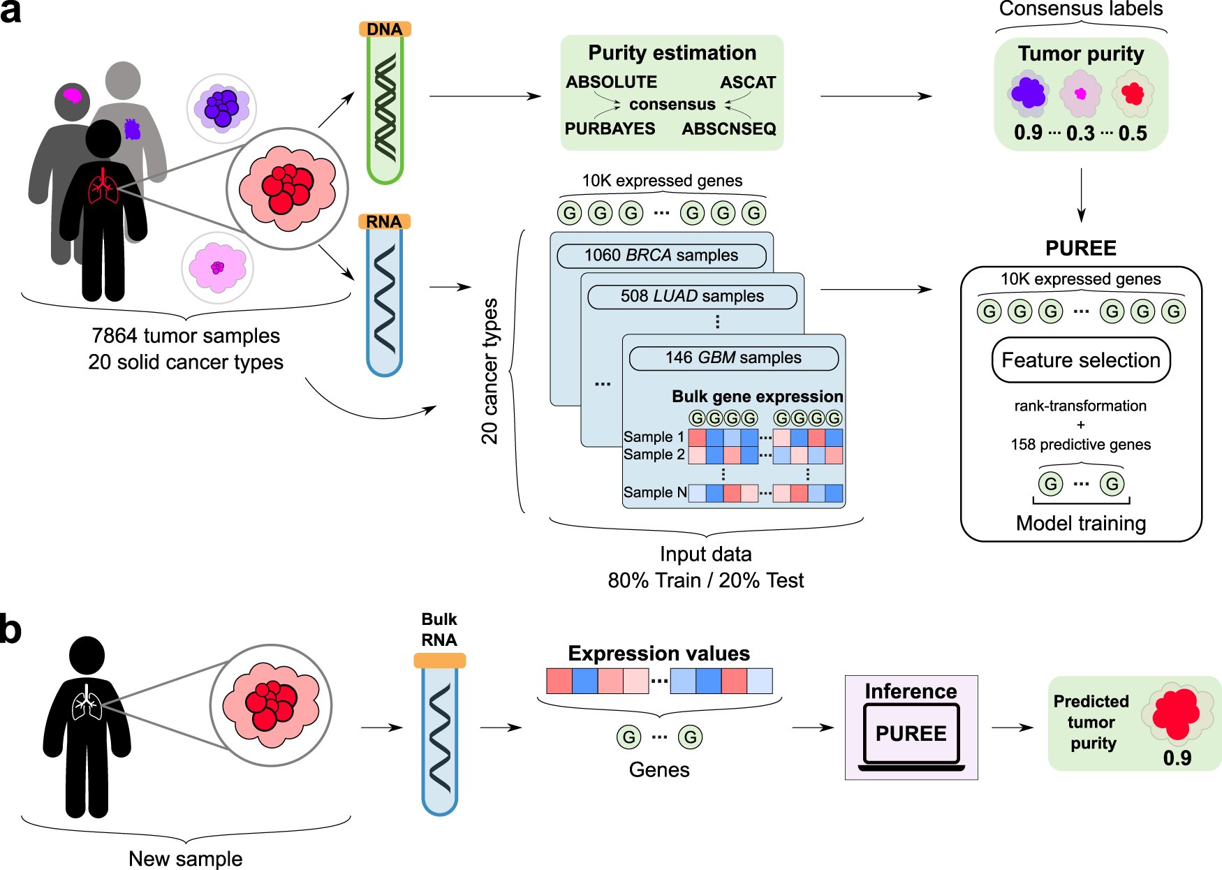 CommsBio's tweet card. Communications Biology - PUREE is a weakly supervised machine learning algorithm that can accurately infer tumor purity from bulk tumor gene expression data.