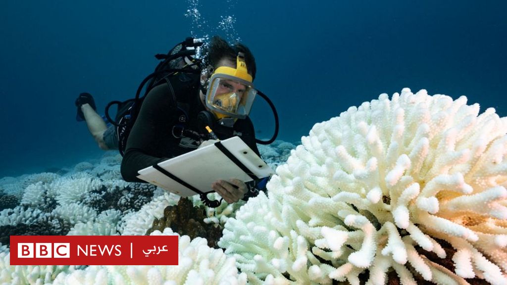 BBC4tech's tweet card. متوسط درجة حرارة سطح البحر العالمية اليومية هذا الأسبوع، يحطم الرقم القياسي لعام 2016، والمياه الأكثر دفئا تكون أقل قدرة على امتصاص ثاني أكسيد الكربون، الأمر الذي يعني بقاء المزيد من غازات الاحتباس...