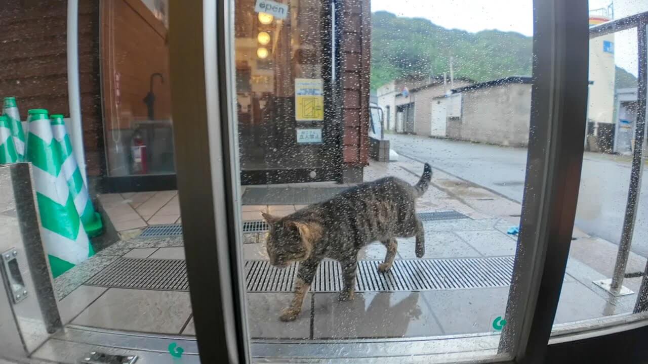 universitycatc's tweet card. 強い雨に降られてしまったので猫島にあるフェリーの切符売り場の建物のなかに入り雨宿りをすることにしました。 する