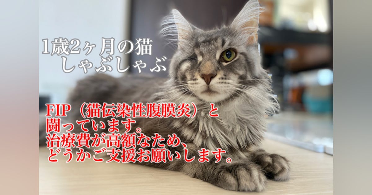 shabuneko's tweet card. まだ1歳2ヶ月の愛猫が、致死率99.9 %のFIPという病気を発症しました。薬代は1日2万、84日間投与を続けるため、治療費は最高で250万を超えます。自力でどうにかお金をかき集めましたが飼主は25歳、今までの眼球摘出手術などで貯金も底をつき、自分一人の力では薬を最後まで投与することができません。