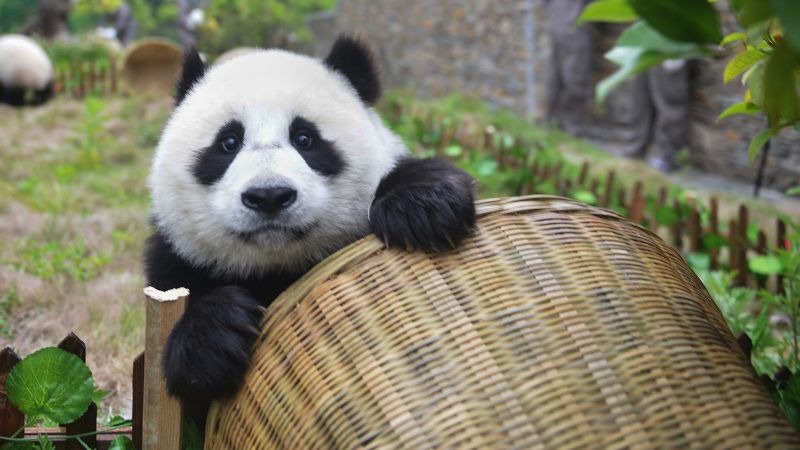 CNN's tweet card. Giant pandas are no longer endangered, Chinese officials have said, after decades of work to save the creatures helped drive their population in the wild up to 1,800.