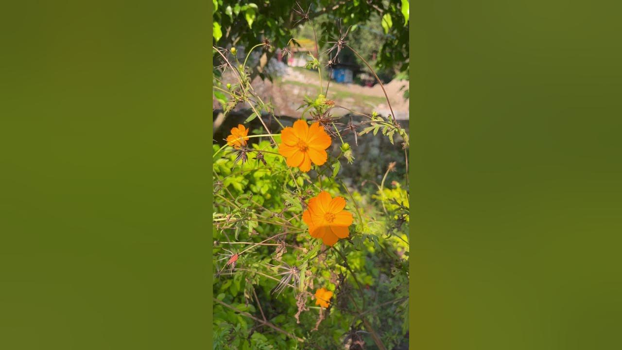 SwiftXcode's tweet card. Beautiful Walkway🌼 | Flowers & Mountain View 💛 #nature #shorts...
