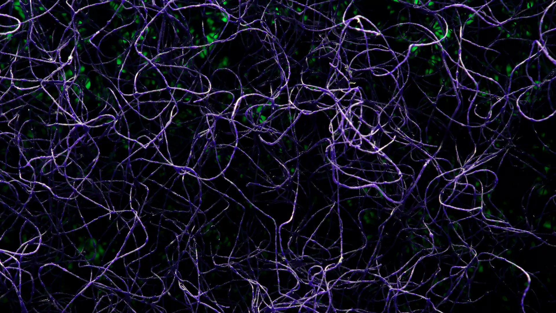 FrontNeurosci's tweet card. Aligning the topography maps of different sensory modalities in the brain is considered to be important for the unified perception of multiple sensory modali...