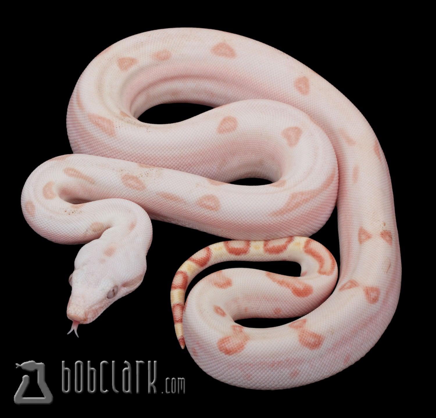 PythonBobClark's tweet card. 2025-07-08femaleboa_vpisglabfire_f1