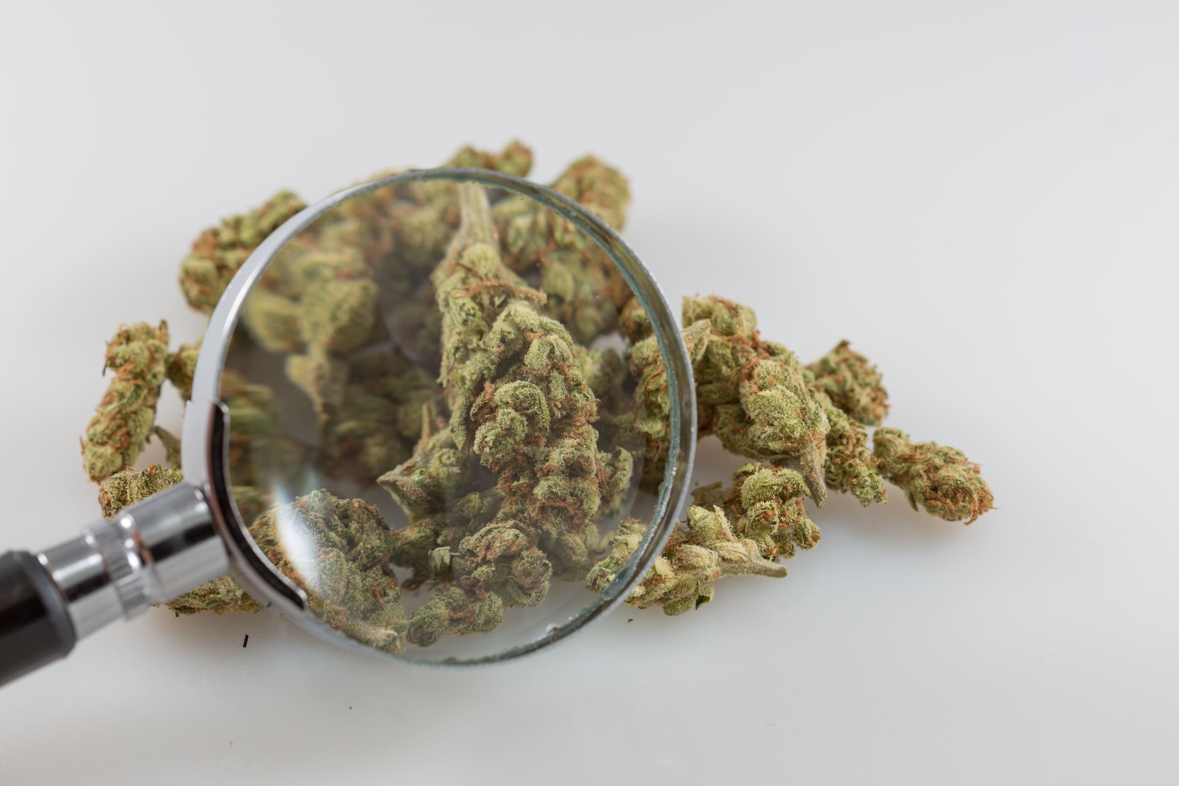 omnimedicalfl's tweet card. CNN’s chief medical correspondent Sanjay Gupta wasn’t always on board with medical marijuana, but things changed when he looked for the science, he said during an interview on the Joe Rogan Experie...