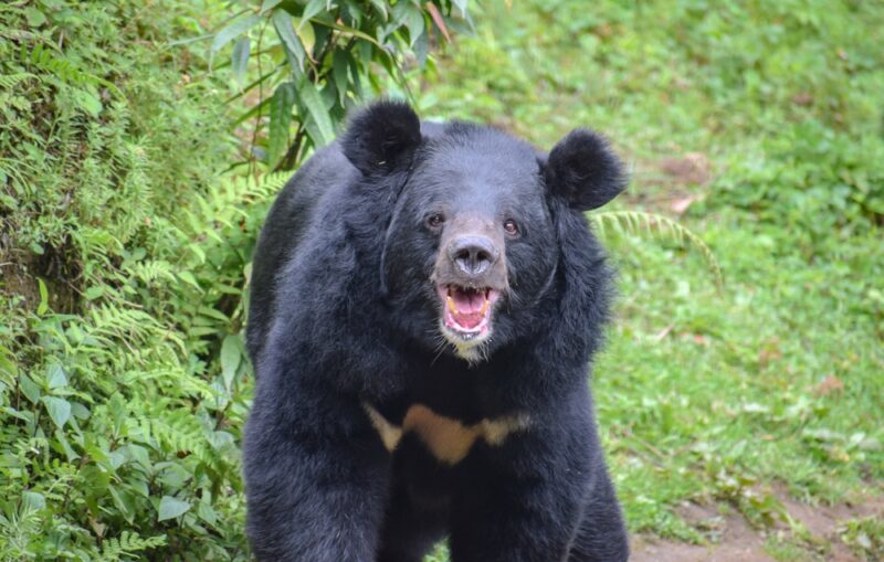 ExplorersWeb's tweet card. Japan is having its deadliest year ever for bear attacks. Eight people have been killed and 100 injured. Last week, a bear even went into a supermarket.