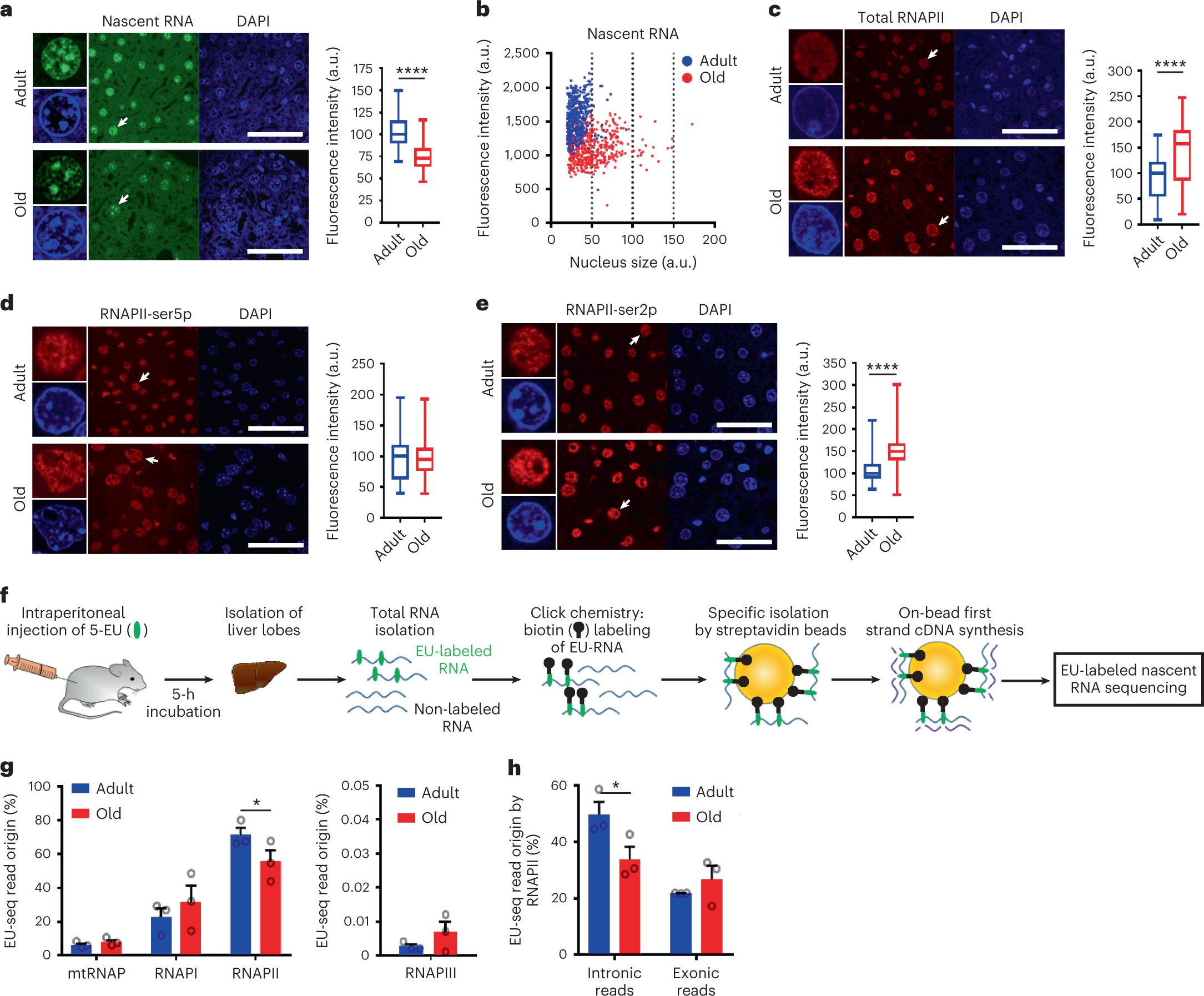 DMSabatini's tweet card. Nature Genetics - In aging mouse livers, 40% of elongating RNA polymerases are stalled, biasing transcriptional output dependent on gene length. This transcriptional stress appears to be caused by...