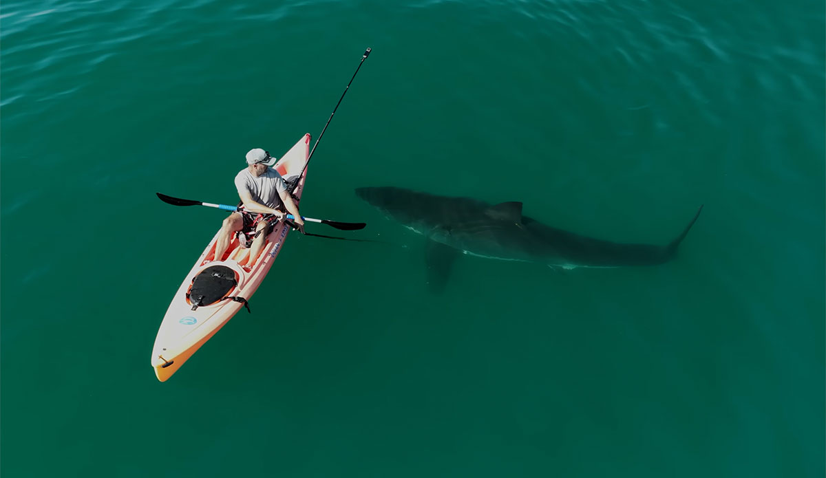 ExplorersWeb's tweet card. Although there are 5 to 10 shark attacks a year, a shark is usually just curious. Here, a great white shark investigates a kayak off the California coast.