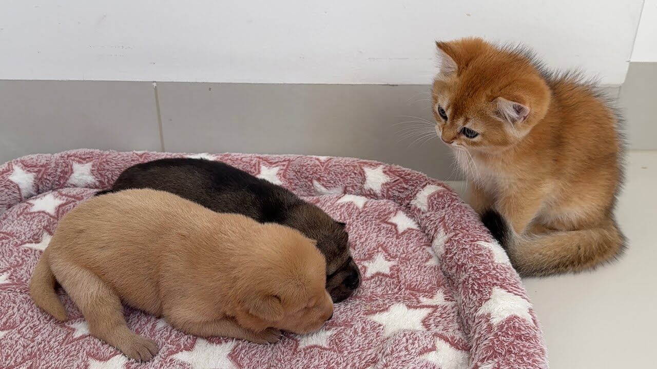 universitycatc's tweet card. 今回ご紹介するのはゴールデンレトリバーの子犬達のお世話をする子猫ちゃんです。 身体の大きさは子猫ちゃんと子犬達