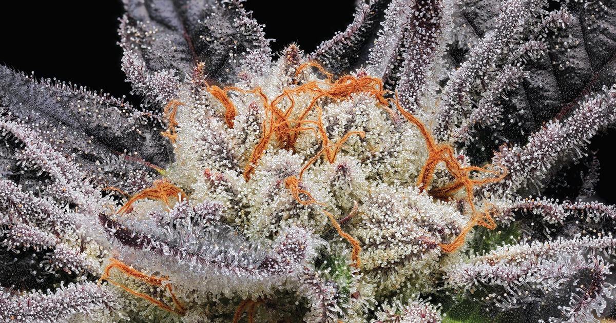 omnimedicalfl's tweet card. How Does Photographer Erik Christiansen Capture Marijuana at Its Most Microscopic?