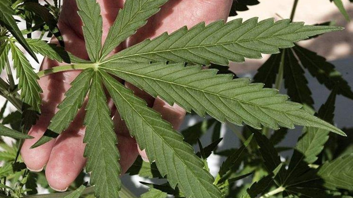 omnimedicalfl's tweet card. The state has had five years to issue a medical marijuana license to a Black farmer.