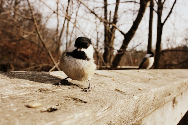 EmergeJournal's tweet card. Emerge Literary Journal: 2025 Editor’s Note Winter’s now gone. Spring has sprung. While this year I welcome the warmth of the sun, the fresh green grass, the promise of birdsong, I also remem…