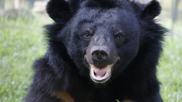 Procoder_PhD's tweet card. Support Animals Asia to end bear bile farming and protect animals. Donate now to build a kinder world.