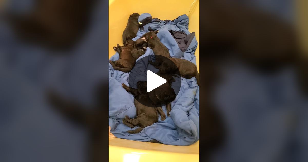 JavaShawna's tweet card. 62 likes, 3 comments. “#puppygrowl #shepherddoodlemix #2weeksold #puppies #puppy #growl #shepherd #goldendoodle #dogs #cute #adorable #hangry ”