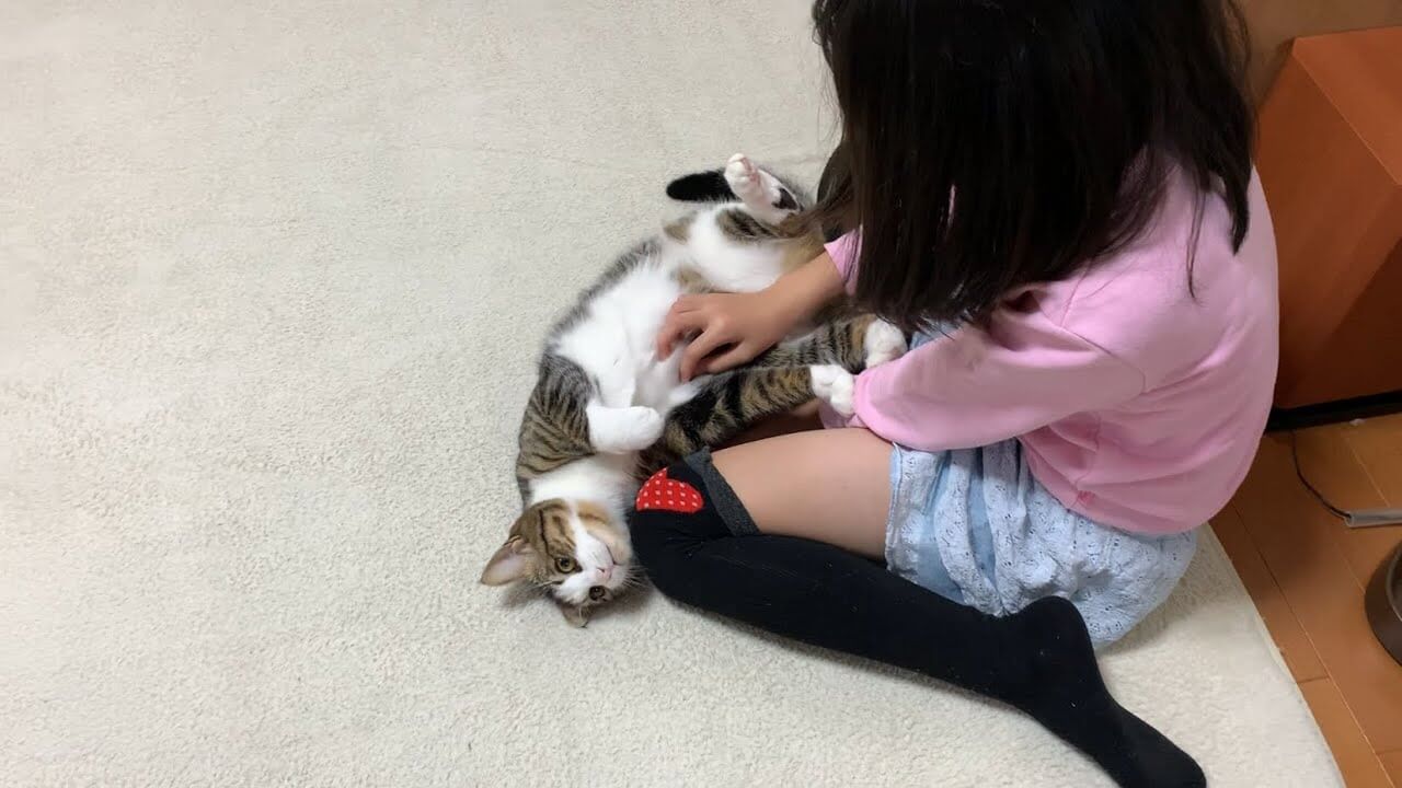 universitycatc's tweet card. 今回ご紹介するのは撫でてもらっている時の様子が可愛らしい猫ちゃんです。 大好きな娘さんに撫でてもらえるのが幸せ