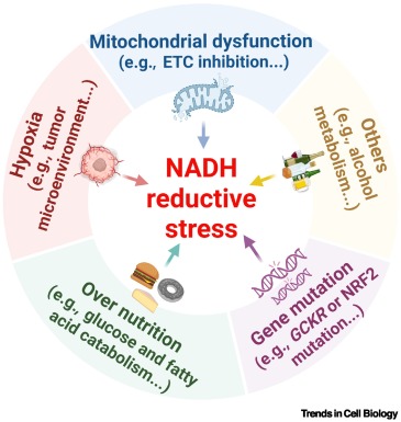 organelletx's tweet card. Cellular metabolism is intricately regulated by redox signaling, with the NADH/NAD+ couple serving as a central hub. Emerging evidence reveals that NADH reductive stress, marked by NADH accumulation,...