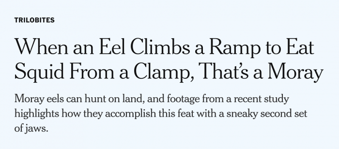michaelroston's tweet card. Two weeks into their science fellowship with The New York Times, Sabrina Imbler wrote what media Twitter has unofficially but overwhelmingly deemed the world's best headline. the perfect headline...