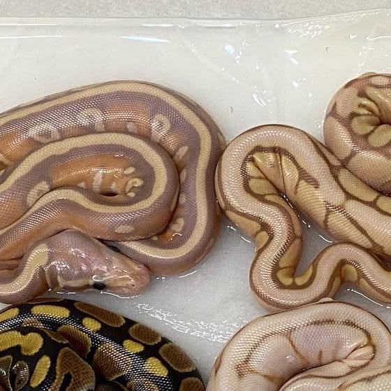 moreballpython's tweet card. 再來藝球 One More Ball Python （球蟒繁殖） (@one_more_ball_python) • Instagram photos and videos