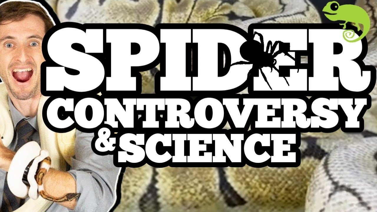 ClintsReptiles's tweet card. Spider Ball Pythons - The Biology and Controversy of Wobble