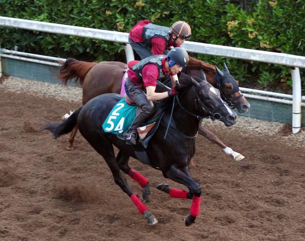 ContrailsCrops's tweet card. ◆萩S・2歳オープン・リステッド(10月26日、京都・芝1800メートル)＝21日、栗東トレセン 　バドリナート(牡2歳、栗東・松永幹夫厩舎)が、コントレイル産駒として初のオープン勝ちを狙う。 … No.1競馬情報サイト「netkeiba」の競馬ニュース。