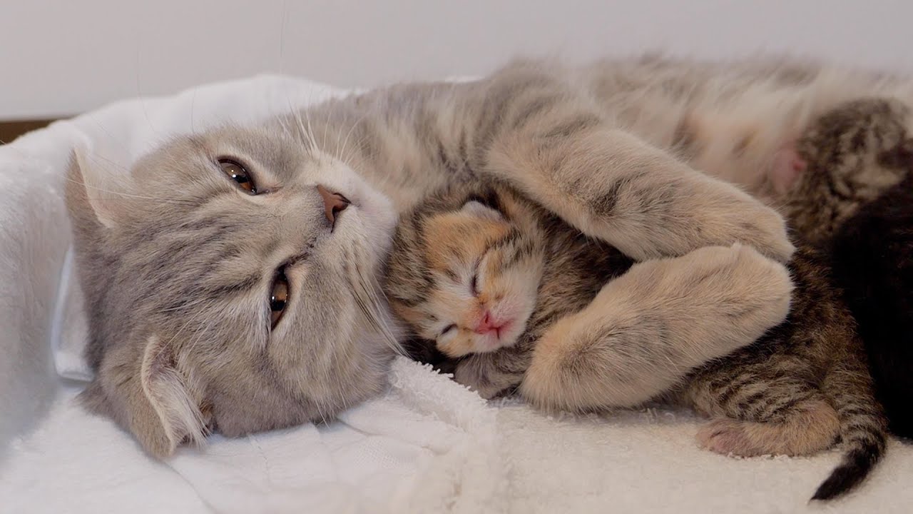 universitycatc's tweet card. 今回ご紹介するのは、母猫にハグされてしまう赤ちゃん猫です。 母猫に抱きしめてもらうのはよほど心地よいのでしょう