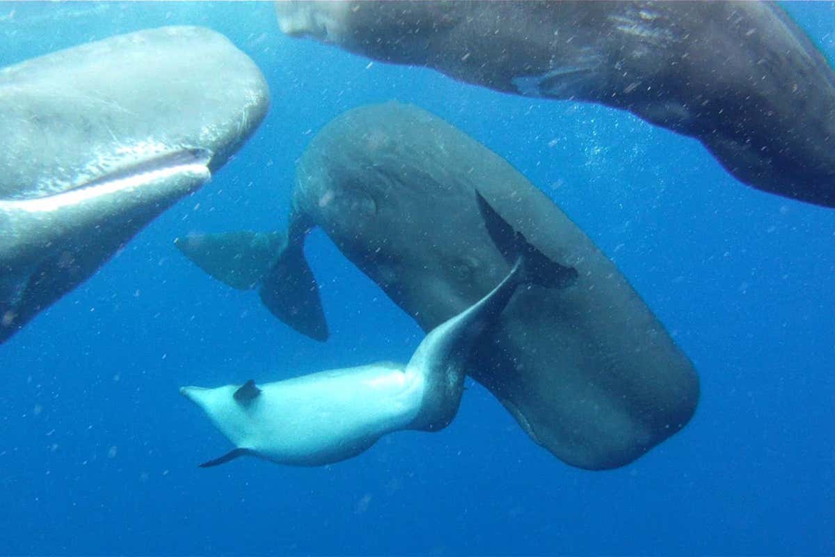 DatacabSolution's tweet card. Twist in the tail Sometimes animals seem to heroically help creatures that are not only unrelated to them, but belong to another species. No one is yet sure why these animals do it. Robert Pitman saw...
