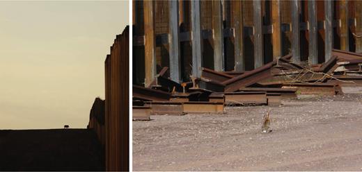 AIBS_Policy's tweet card. At the US–Mexico border at the Coronado National Memorial/Roosevelt Easement. The wall and wide patrol road cause habitat fragmentation, threatening the we