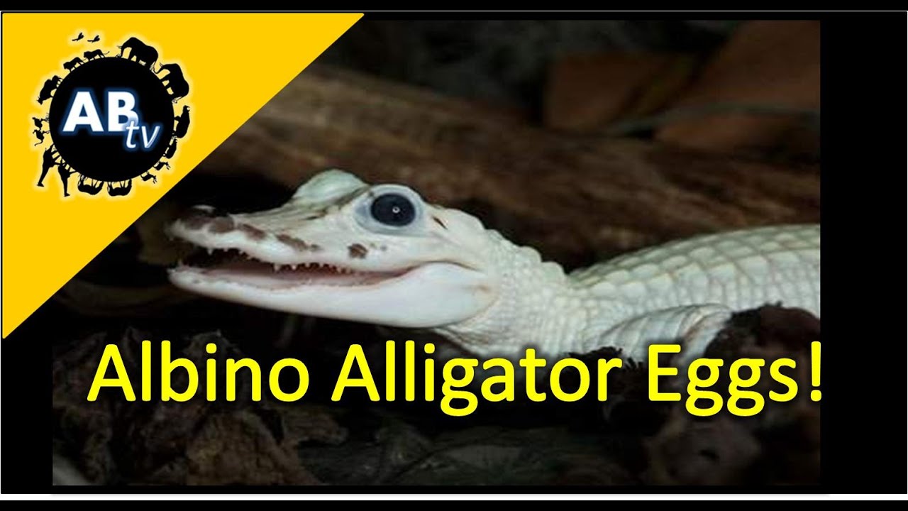 ThePythonHunter's tweet card. Albino Alligator Eggs! The Python Hunter : AnimalBytesTV