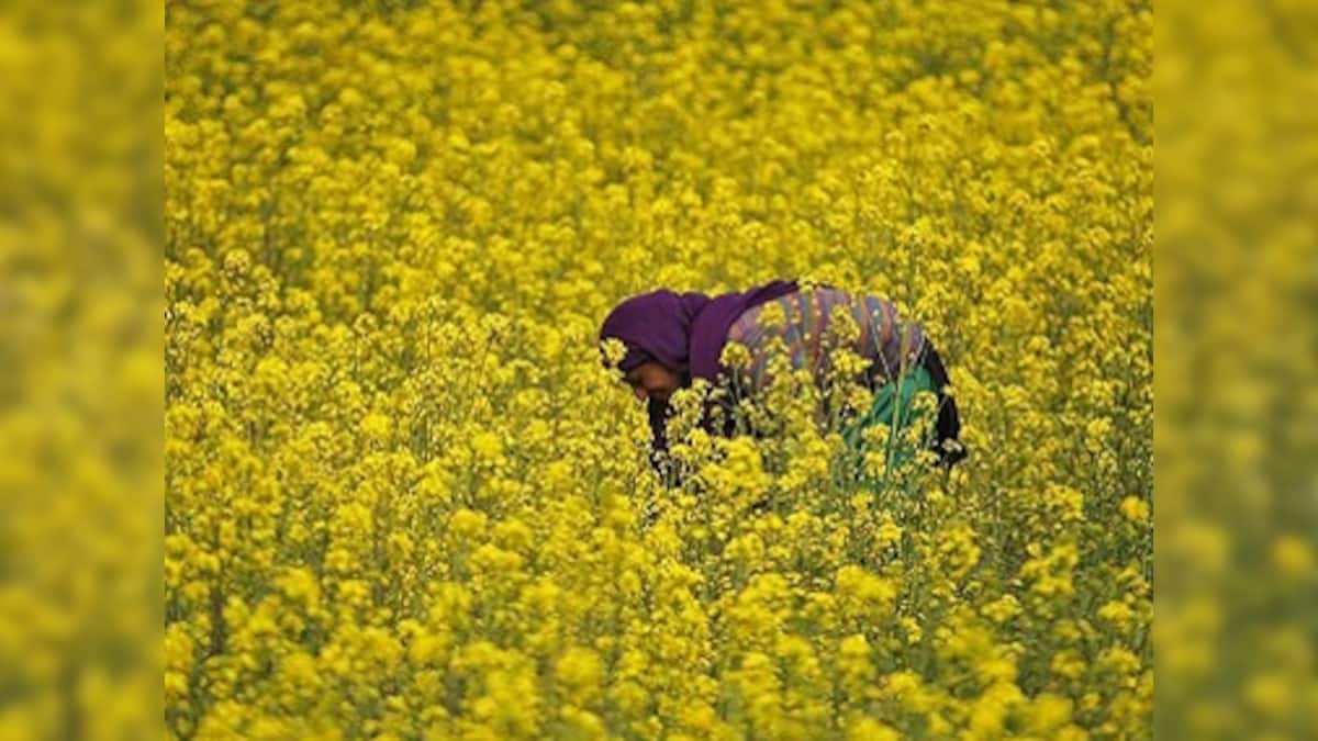 open_source_dev's tweet card. On Monday, the Centre told the Supreme Court that the decision on whether or not to roll out genetically modified (GM) mustard will be taken in a little over a month.