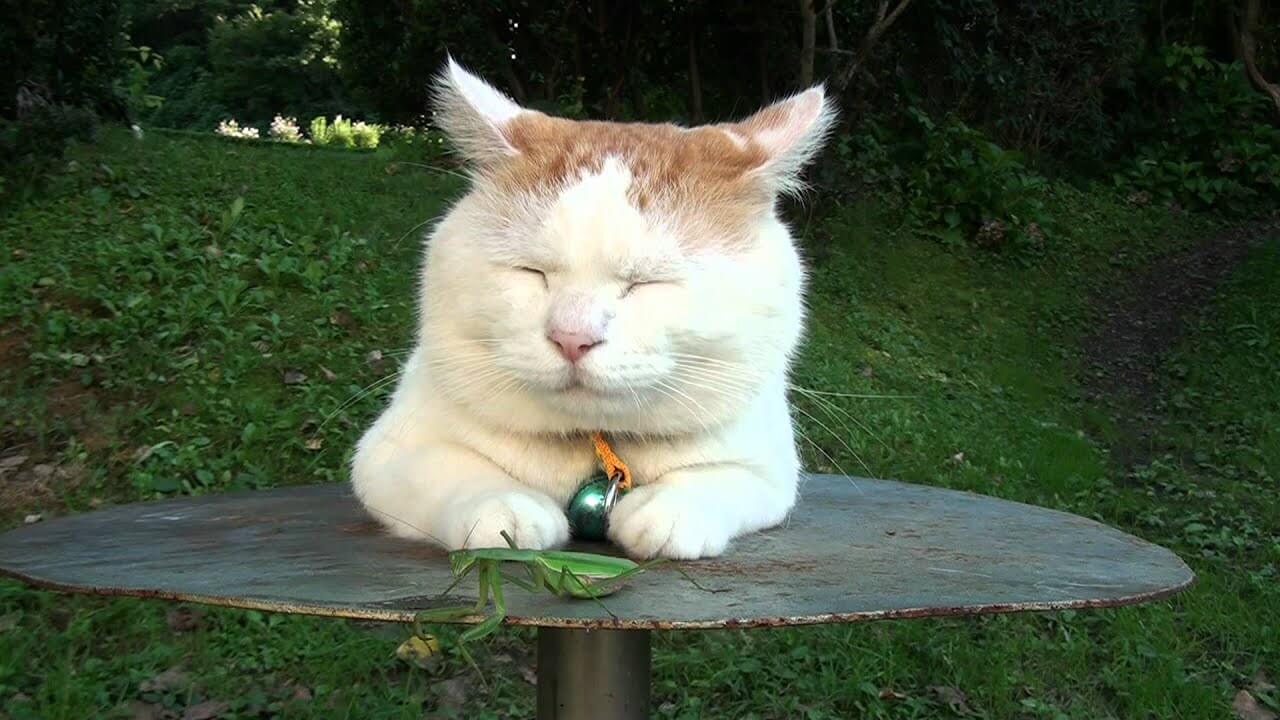 universitycatc's tweet card. 今回ご紹介するのは、目の前にカマキリがいても一切気にしない猫ちゃんです。 それだけ至近距離にカマキリがいたら、
