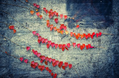IISCBlog's tweet card. The following post was written for those who will be attending the Full Frame Initiative’s (FFI) Wellbeing Summit in Charlotte, North Carolina December 11-14. The Interaction Institute for Social...